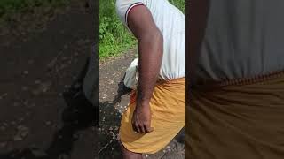 Releasing a huge snake into the wild