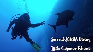 Little Cayman Diving Expedition : SCUBA Diving Bloody Bay Wall