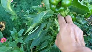 A Morning Walk Through The Garden 🌱 #growyourownfood #enjoygardening #greens #okra #bellpeppers