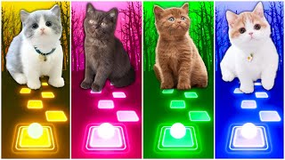 CUTE CATS - JISOO FLOWER VS WAKA WAKA VS IMAGINE DRAGONS ENEMY VS WELLERMAN