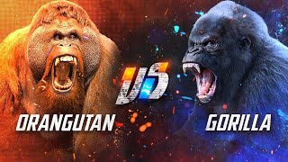 GORILLA VS ORANGUTAN - Who is the king of the Great Apes Family?