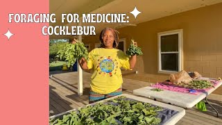 Foraging for Medicine: Cocklebur