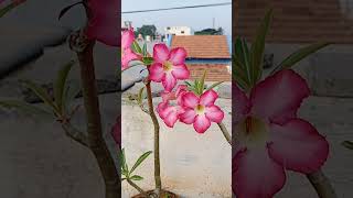 Adenium plants #flowering plants # wintersplants