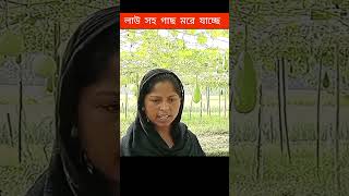 লাউ সহ গাছ মরে যাচ্ছে #কৃষি #farmingmethod #garden #gardening #agriculture