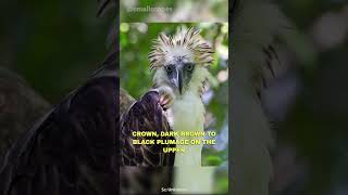 Philippine eagle |  The Monkey Eating Eagle