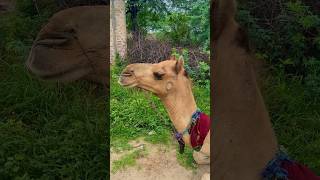 Achro Thar camel|white Desert #trending #shorts #viralvideo