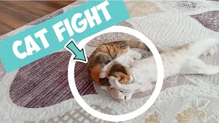 CATS FIGHTING || CATS FUNNY