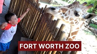 Fort Worth Zoo Tour | Top Things to Do in Fort Worth with Kids