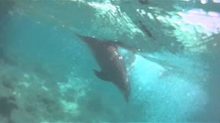 Dolphins Swimming at Beach - Hurghada EGYPT