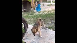 #catfunnyvideo #dogfunnyvideos #trendingvideo