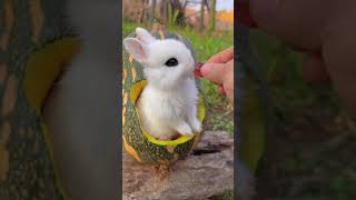 🐇  Cute Bunny Munching on a Grape Inside a Pumpkin! Watch this adorable bunny enjoy a sweet treat