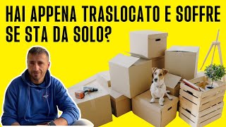 Hai appena traslocato e soffre se sta da solo?