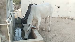 Cow drinking water | Biggest cow | The Most Thirsty Cow | Thirsty cow drinking water