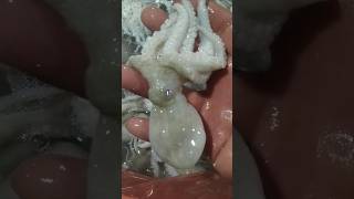 Baby octupos anong masarap na luto mga lods??🥰🙏#subscribe #fish #viralvideo @jonathansascvlog