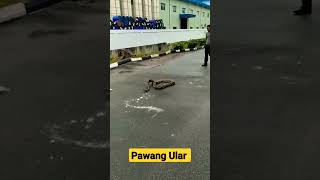 Pawang Ular Raksasa #snake #short #shortvideo #snakevideo