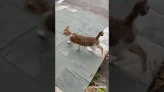 This street cat shows me its food bowl !😅👍