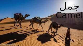 كل يوم كلمة إنجليزي -  22    جمل Camel