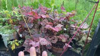 Let’s Harvest some of My Variegated Cotton Balls