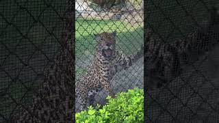 #leopard wildlife Zoo 🐆