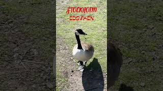 Stockholm-EDSVIKEN II #shorts #short #shortvideo #sweden #isveç #animals #hayvanlar #forest