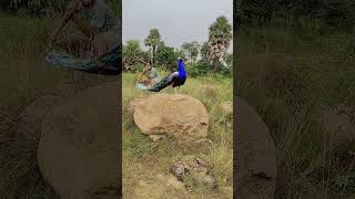 Peacock 🦚 attack catching jungle VFX funny my Village jungle #shorts_ #animals #trending