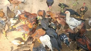 என்னுடைய நாட்டுக்கோழி எப்படி இருக்கு / Natural Country Chicken Farming