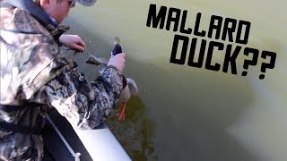 Bass Fisherman HOOKS a Mallard DUCK in Mid Flight?!