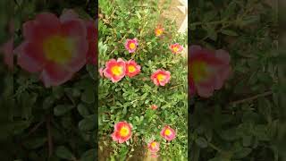 #SHORT BLOOMS OF PORTULACA //GARDENING AND CRAFTY