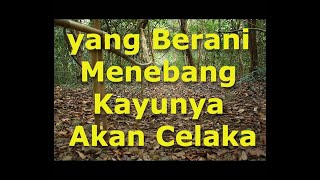 Angkernya Hutan Adat Wonosadi Gunungkidul, yang Berani Menebang Kayunya Akan Celaka