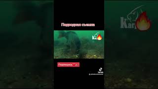 Съемка под водой Рыба #shorts #рыбалка #fishing #fish #подводнаясъемка #рекомендации #рек #реки