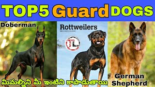 TOP 5 GUARD DOGS IN INDIA | MUST WATCH | Taju logics