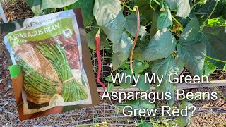 Growing Asparagus Beans 🌱Why My Green Asparagus Beans Grew Red?🤔#growyourownfood #enjoygardening