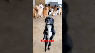 Cute dog dance video || Dancing dog TikTok #shorts #shortsvideo  #funnydog #viral #youtubeshorts