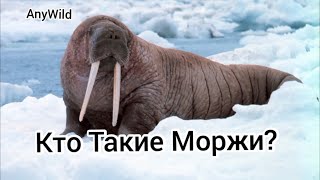 Кто Такие Моржи? Интересные факты о Моржах!AnyWild