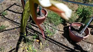 Dragonfruit pollen experiment continued