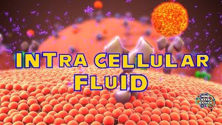 INTRACELLULAR FLUID- DEFINITION / MEDICAL DICTIONARY