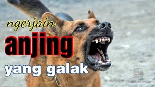 ngerjain anjing galak ‖ bikin ketawa terpingkal pingkal