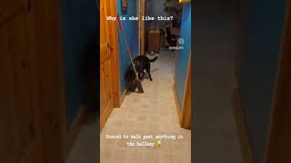 Silly pup scared to pass mop in hallway