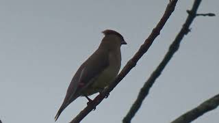 CEDAR WAXWINGS IN AUTUMN