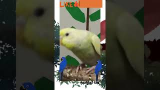 Budgie listening other budgie's happy singing song😊🎶🎶 #youtubeshorts #shorts