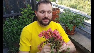 Propagating and Pruning my Lewisia Cotyledon