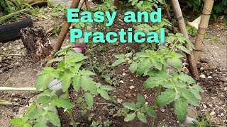 Diy || Tomato trellis || How to make a tomato bamboo trellis - Easy and effective