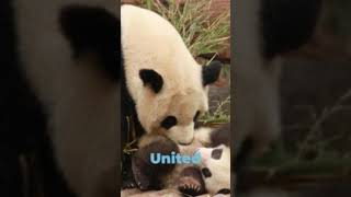 #Panda diplomacy  foreign policy Animal ambassadors  #ai China's global influence #FACTUNVAIL-g3x