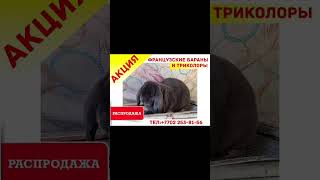 21.09.2024.Сарыағач.Продаются еролики Французские бараны.🐇🐰🐇🥰🥰🥰🤗🤗🤗