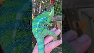 Chameleon on his best behavior