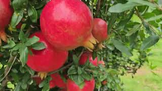 pomegranate fruits are ready to harvest Aug 2023