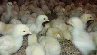 5 Days Old Chicken | PPS | Pakistan Poultry |