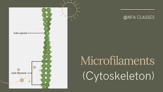 Microfilaments (Cytoskeleton)