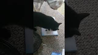 Gomer the cat tries to open a folder...