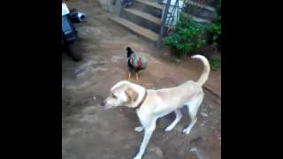 The Rooster Runs Down on Dog